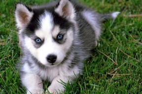 九游下载官网-Victoria Chávez绝杀触地得分历史一刻